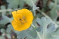 Yellow hornpoppy Glaucium flavum, flower with hoverfly Royalty Free Stock Photo